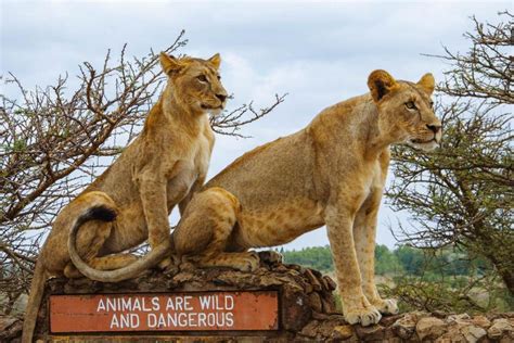 Excursi N Al Parque Nacional De Nairobi Centro De La Jirafa Y Bomas De