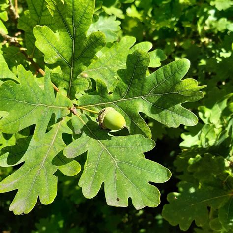 White Oak Quercus Alba 57 Off