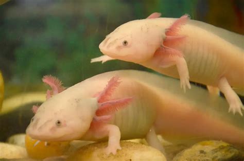 Axolotls Turn Into Salamanders Understanding Different Axolotl Colors