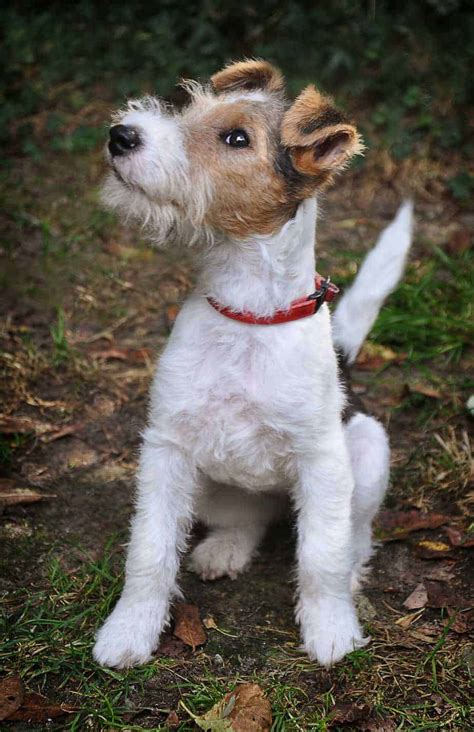 11 Things You Should Know About Fox Terriers Your Dog Advisor