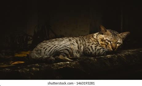 Indian Billi Cat Breed Indian Common Stock Photo 1463193281 | Shutterstock