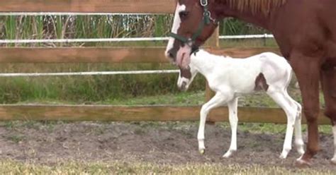 Horse Gives Birth to Extremely Rare Foal – Take a Closer Look at The ...