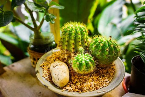 Plantas Diferentes Do Cacto Em Uns Vasos De Flores Na Tabela De Madeira