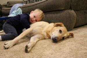 Cachorros E Crian As Dicas Para Uma Conviv Ncia Perfeita Amor Por