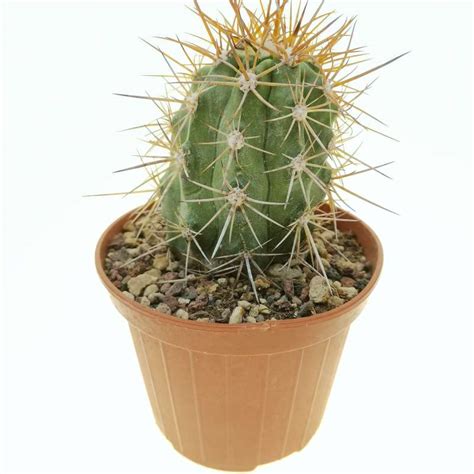 Copiapoa Pseudocoquimbana KK 1390 10 Cm Cactaceae Giromagi Vendita