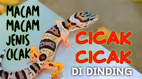 Lagu Anak Cicak Cicak Di Dinding Warna Warni Cicak Youtube