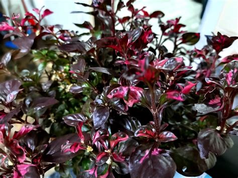 Alternanthera amoena Purple Splash - Stunning Purple Foliage Plant for