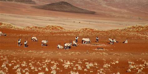 D Sert Du Namib Voyage Dans Le Plus Vieux D Sert Du Monde