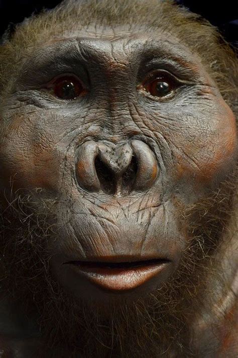 Paranthropus Boisei Reconstruction By Viktor Deak Evoluzione Umana Preistoria Storia Dell Uomo