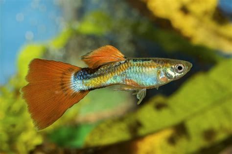 How To Breed Guppies The Complete Step By Step Guide