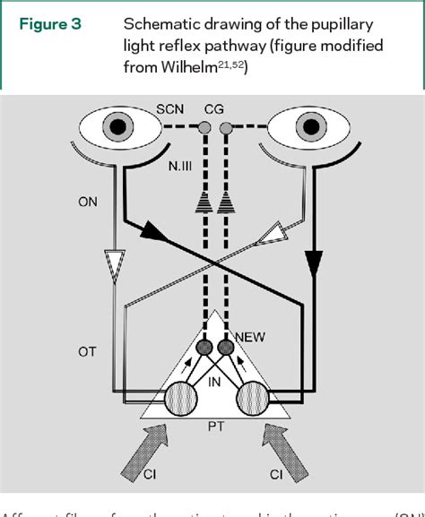 [PDF] The pupillary light reflex pathway | Semantic Scholar