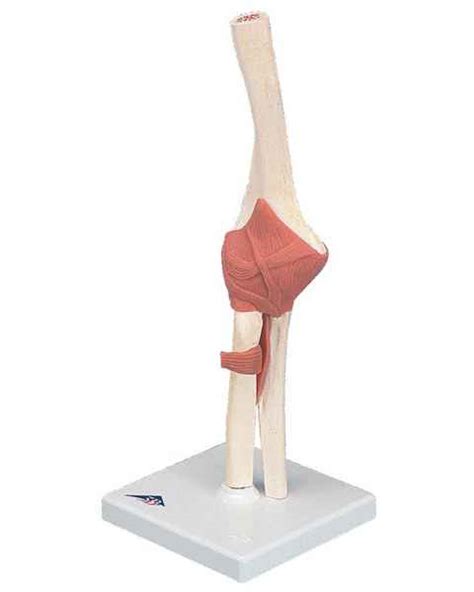 Elbow Joint Anatomical Models