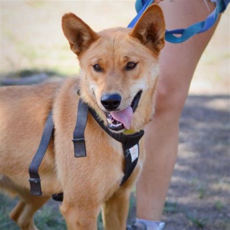 Conan Dingo Mix Medium Male Dingo X Australian Cattle Dog Mix Dog In