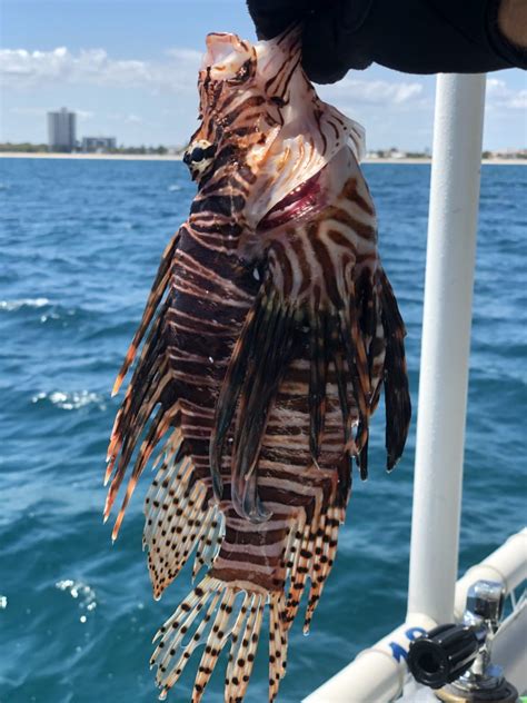 8 Reasons You Should Start Lionfish Hunting Oceanwide Explorers