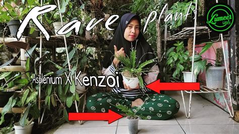 Rare Plants Asplenium X Kenzoi Fern Pakis Paku Pakuan Tanaman