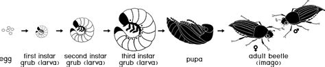 Life Cycle Of Cockchafer Sequence Of Stages Of Development Of ...