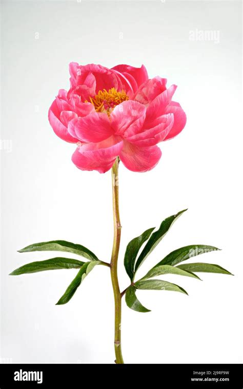 Single Flowering Peony Hi Res Stock Photography And Images Alamy