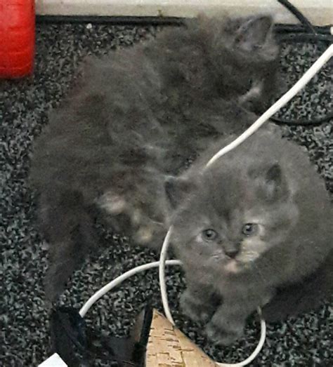 Ragdoll Cross Persian Kittens In Sale Manchester Gumtree