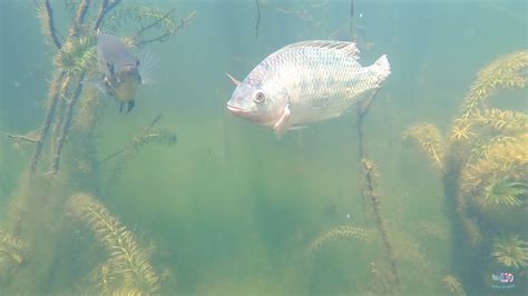 Pescaria de tilapia Grandes cadurmes de peixes tilapias curimataã