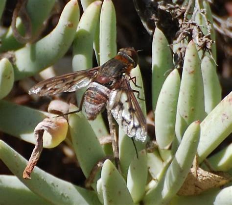 Unknown Fly Ligyra Gazophylax Bugguidenet