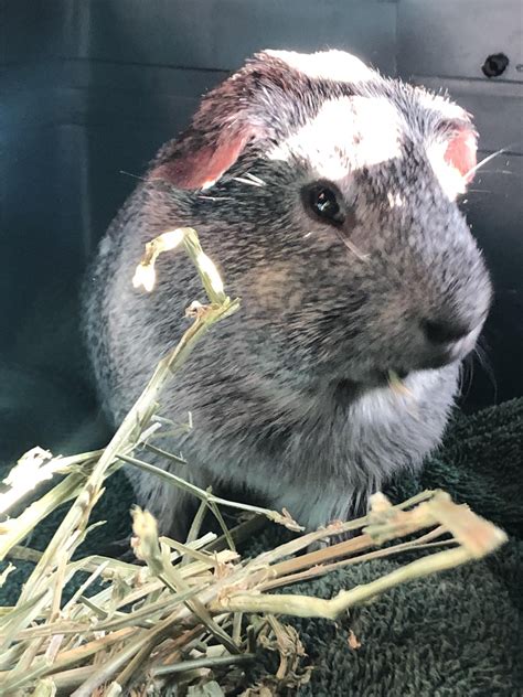 why is guinea pig sick fast