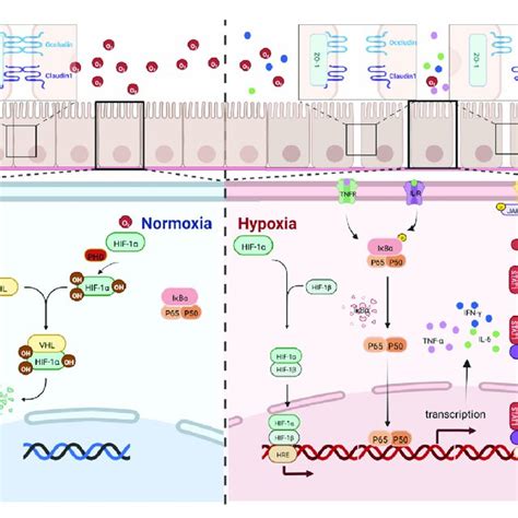 Hif 1αnf κbstat1 Pathway Map Under High Altitude Hypoxia Download Scientific Diagram