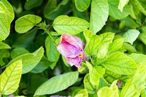 Primer Tirado De La Flor Rosada Del Hibisco En Una Rama Entre Las Hojas