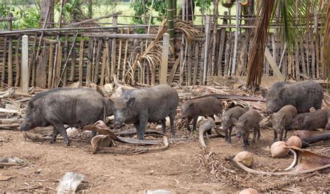 wild boar family on rural farm 22160094 Stock Photo at Vecteezy