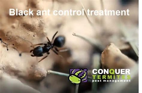 Pest Control Treatment Burbank Brisbane Qld 4156 Conquer Termites Brisbane Termite