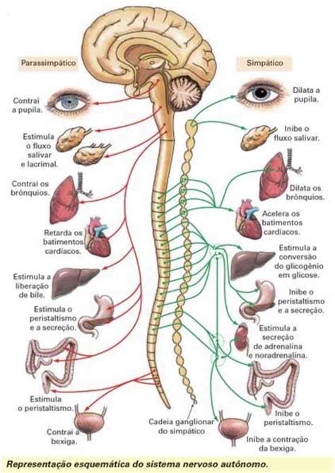 Mapa Do Sistema Nervoso Librain