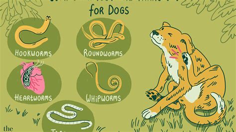 What Happens If Humans Get Worms From Dogs