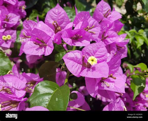 Bougainvillea Bougainvillea Glabra Spectabilis Hi Res Stock Photography