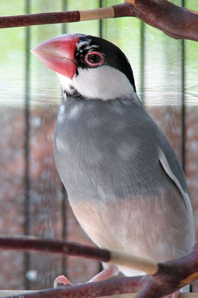 Java Finch Bird Sparrow Bird Java