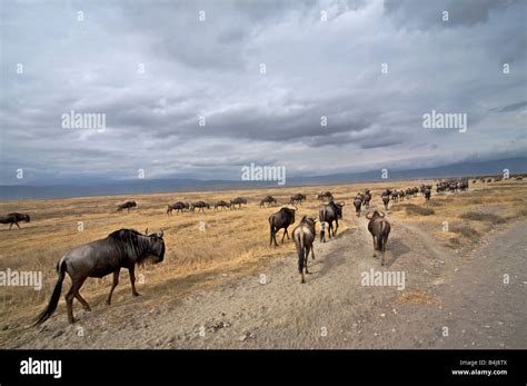 Wildebeest local migration Ngorongoro Crater Tanzania Africa Stock ...