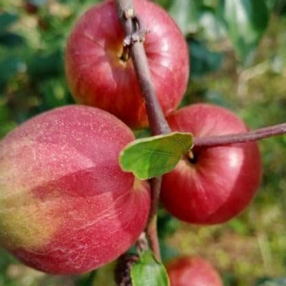 Online Plant Bazar Kashmiri Red Apple Ber Ball Sundari Live Plant