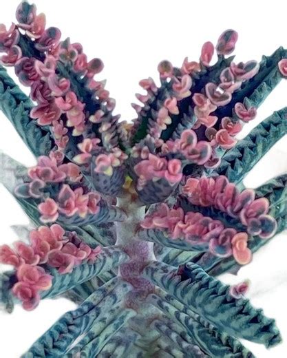 Kalanchoe daigremontiana comúnmente conocida como Madreperla o