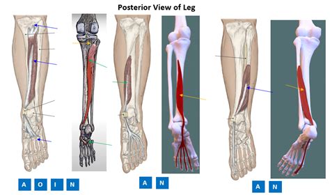 PHT1103 Anatomy PTA Leg Muscles AION Labeling 4 Diagram Quizlet