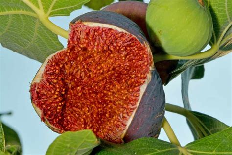 5 Quick Fruiting Fig Trees For Your Garden