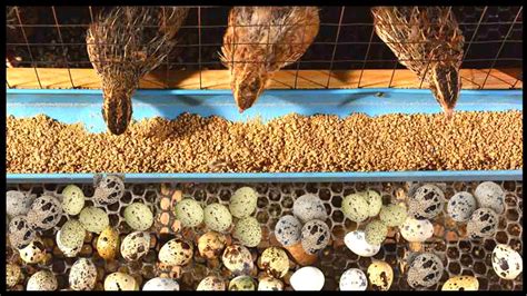 Millions Of Quail Egg Harvesting Modern Quail Farming Quail Meat