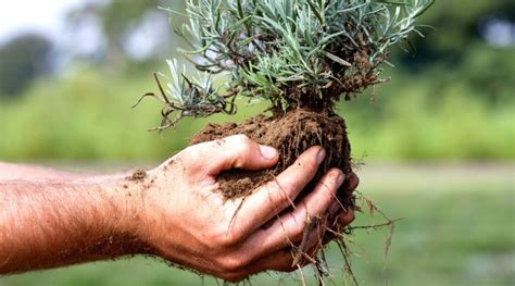 Cómo trasplantar lavanda en 8 sencillos pasos