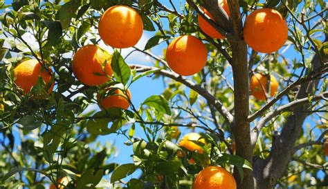 Custo de produção da laranja ano de 2021 BA Conceitos do Agro