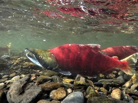 Pnw Rivers See Incredible Sockeye Salmon Returns