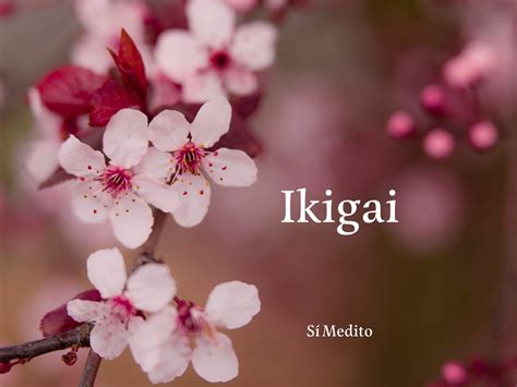 Ikigai La Filosofía Japonesa Para Vivir Con Un Propósito Que Necesitas Practicar Simedito