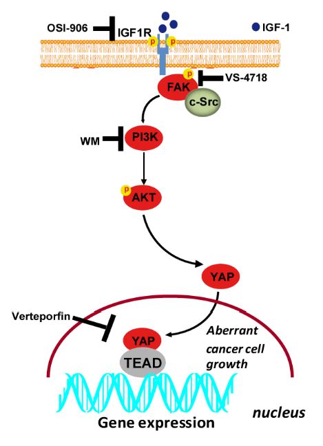 Cells Free Full Text Igf 1 Igf 1r Fak Yap Transduction Signaling