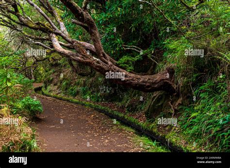 irrigation canal levada  madeira islands forests portugal stock