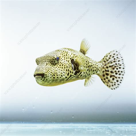 Pufferfish - Stock Image - C009/9719 - Science Photo Library