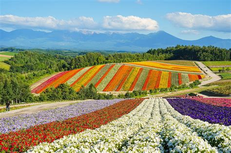 Flowers Field Farm - Free photo on Pixabay - Pixabay