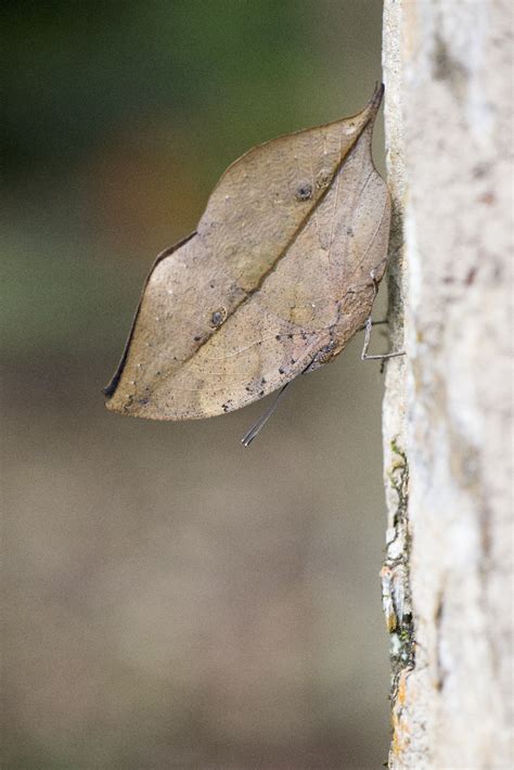 Mariposa Hoja India Kallima Inachus Picture Insect