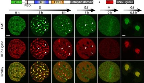 Dnmt Shows Cell Cycle Dependent Association With Chromatin Live Cell