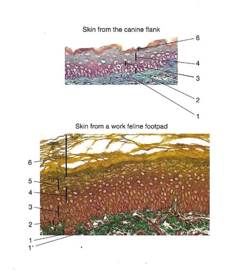 Diagram of Canine: Structure of the adult skin | Quizlet
